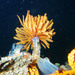 Giant Feather Duster Worm - Photo (c) Donna Pomeroy, some rights reserved (CC BY-NC), uploaded by Donna Pomeroy