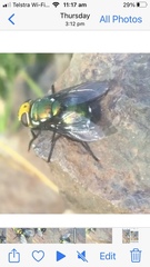 Amenia chrysame