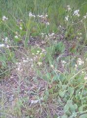 Lepidium cartilagineum