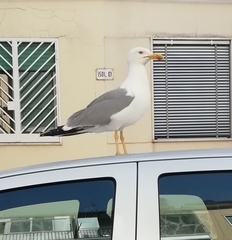 Larus