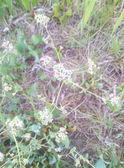 Lepidium cartilagineum