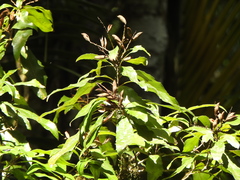 Lomatia arborescens