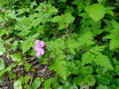 Geranium robertianum