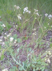 Lepidium cartilagineum