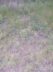 Lepidium cartilagineum