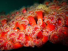 Corynactis californica