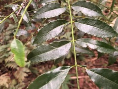Zanthoxylum brachyacanthum