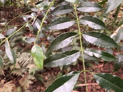 Zanthoxylum brachyacanthum