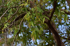 Eucalyptus resinifera