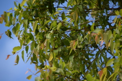 Eucalyptus resinifera