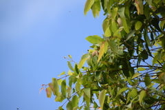 Eucalyptus resinifera