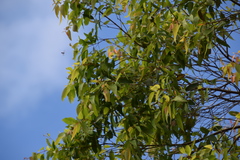 Eucalyptus resinifera
