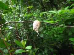 Rhombodera