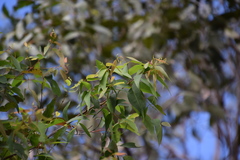 Eucalyptus resinifera