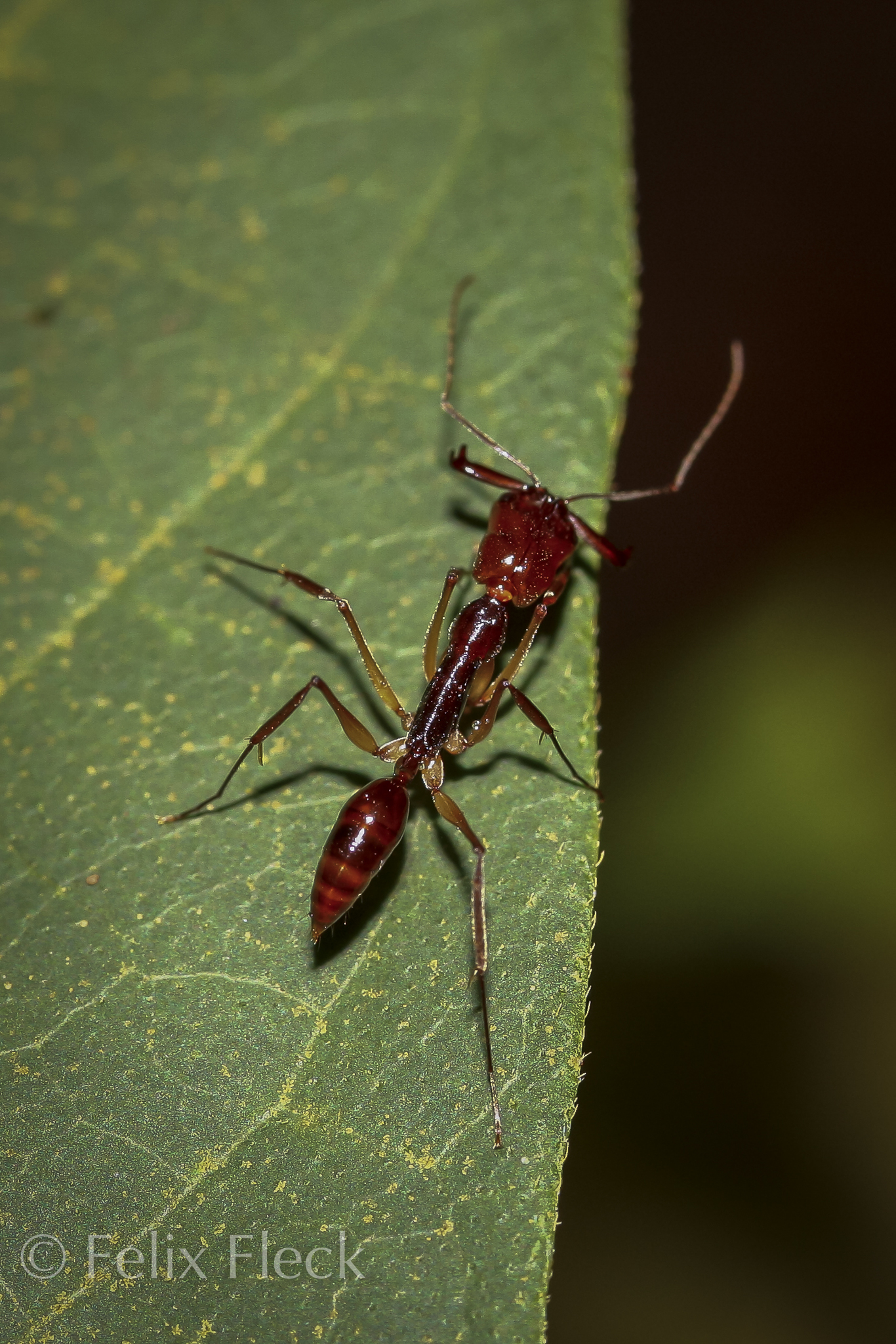 Odontomachus rixosus