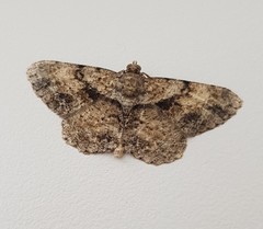 Psilalcis galsworthyi