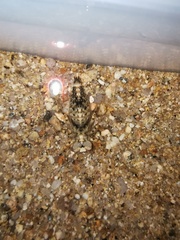 Chlorogomphus shanicus