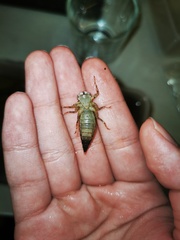 Chlorogomphus shanicus