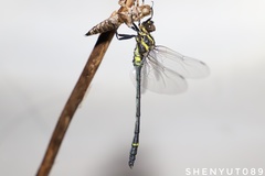 Chlorogomphus shanicus