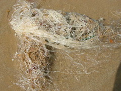 Amathia verticillata