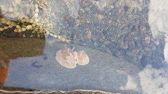 Alloiodoris lanuginata