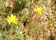 Leontodon longirostris