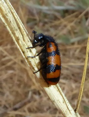 Hycleus ornatus