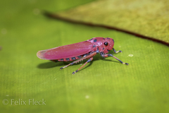 Bothrogonia indistincta