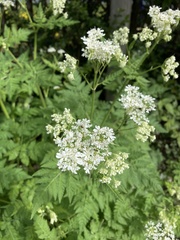 Myrrhis odorata