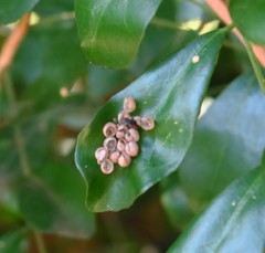 Tessaratoma papillosa