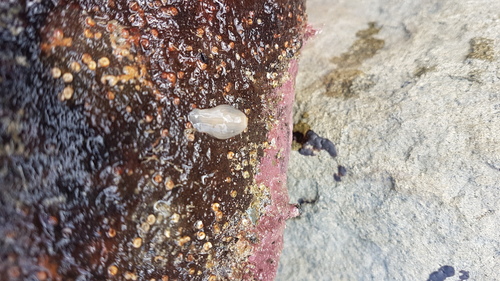 Isoparactis ferax