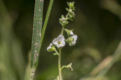 Veronica serpyllifolia