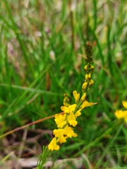 Genista micrantha