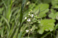 Veronica serpyllifolia
