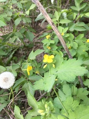 Chelidonium majus