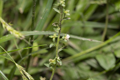 Veronica serpyllifolia