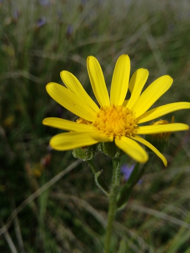 Kruiskruid van Lagasca (Senecio lagascanus)