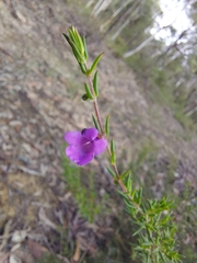 Prostanthera scutellarioides