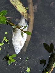 Hemiculter leucisculus