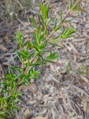 Prostanthera scutellarioides