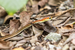 Dendrelaphis caudolineatus