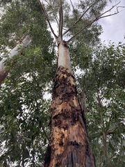 Eucalyptus saligna