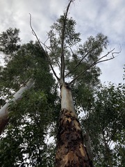 Eucalyptus saligna