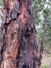 Eucalyptus saligna