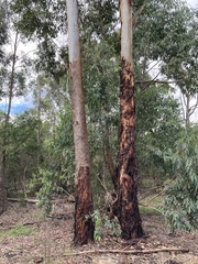 Eucalyptus saligna