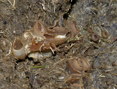 Peziza fimeti