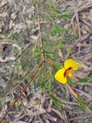 Dillwynia tenuifolia