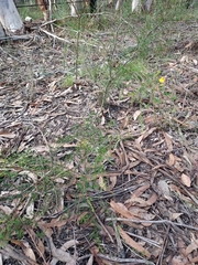 Dillwynia tenuifolia