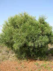 Fabaceae