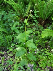 Scrophularia alpestris